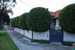 Tree Shaping Melbourne